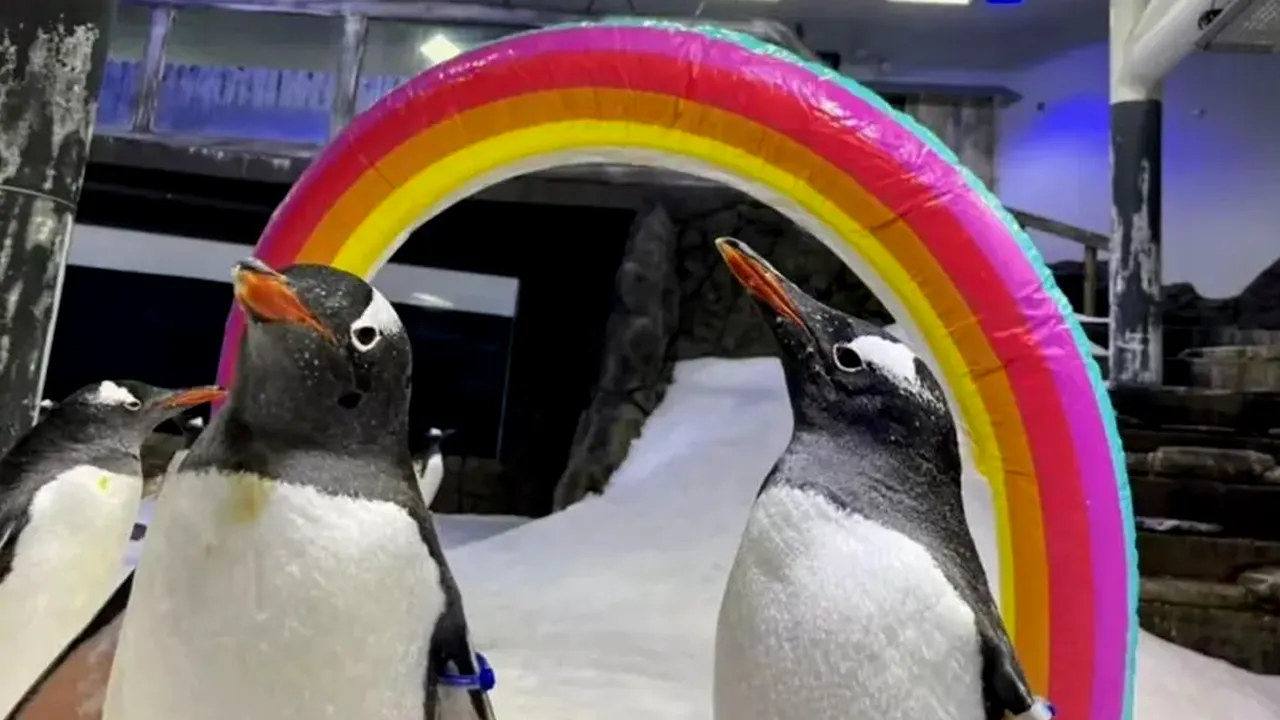 Sphen Si Penguin Gay yang Meninggal di Aquarium Sydney